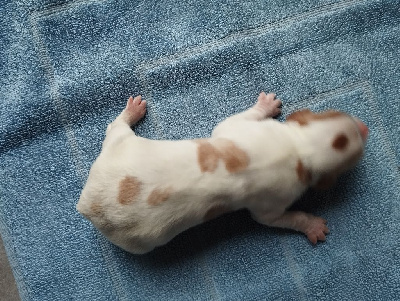 CHIOT 3