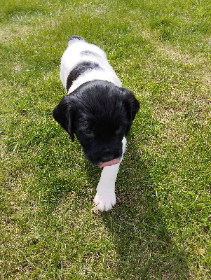CHIOT 8
