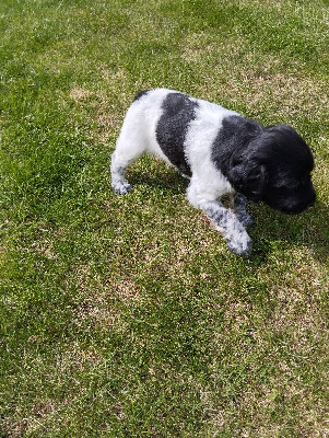 CHIOT 1