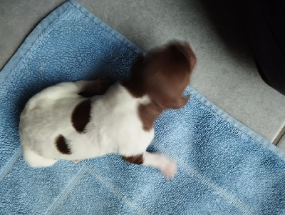 CHIOT 6