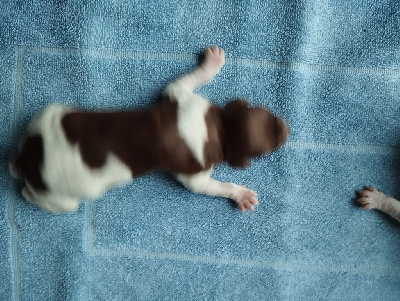 CHIOT 7