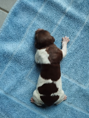 CHIOT 2